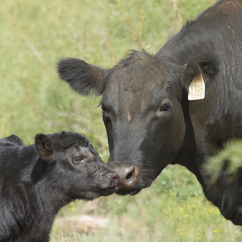 Cow / Calf