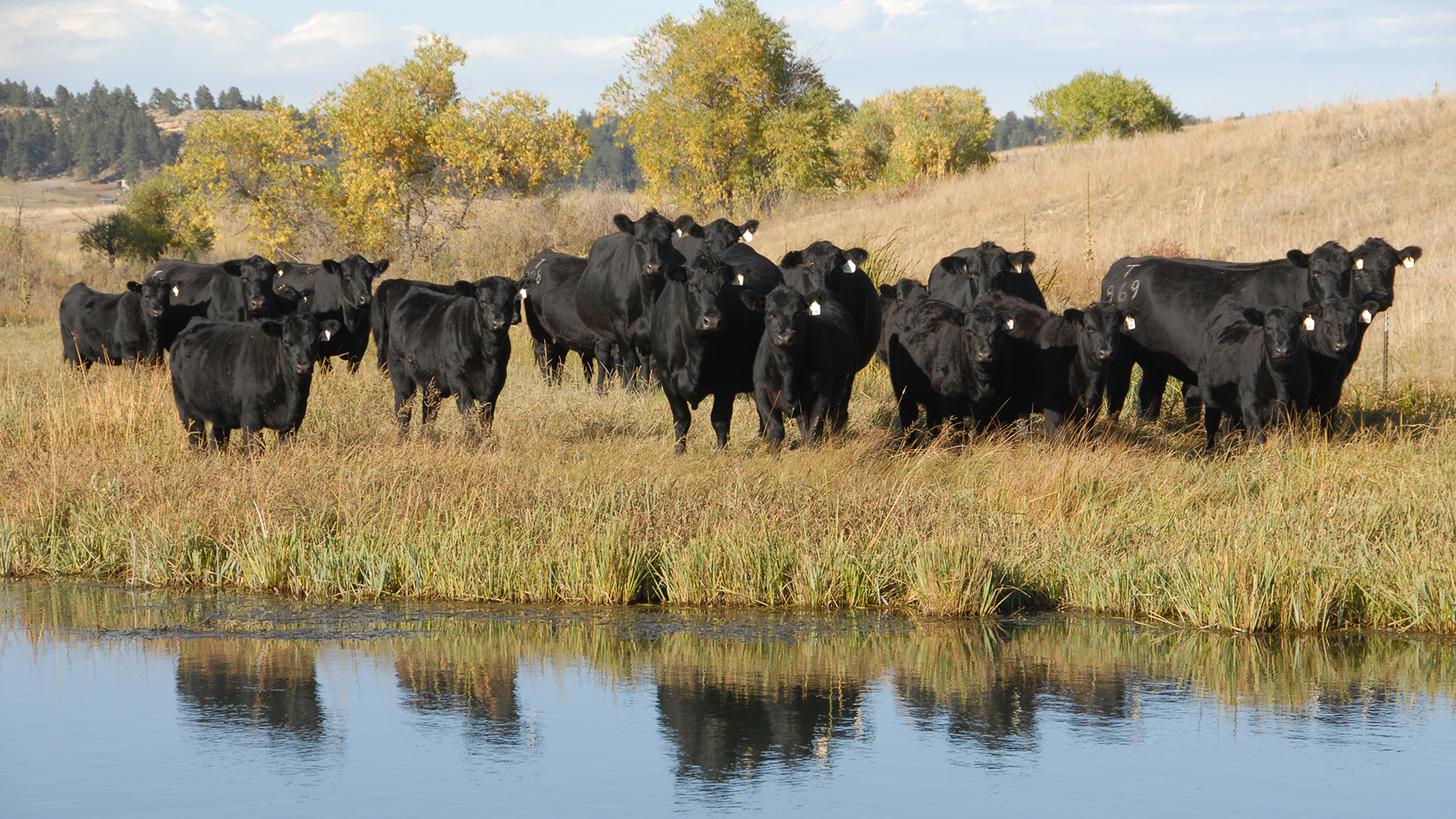 cow calf liquid feed supplements