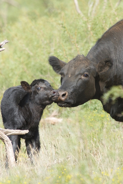 cow/calf, black angus, liquid feed, liquid feed supplements, cattle, cows, cattle feed