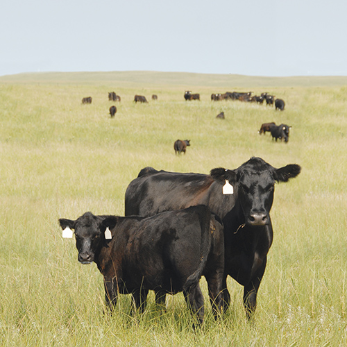 cattle in pasture, forage, black angus, summer