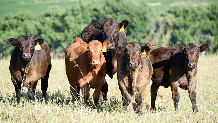 Cow/Calf beef operations often need liquid feed supplement to supply needed nutrition.