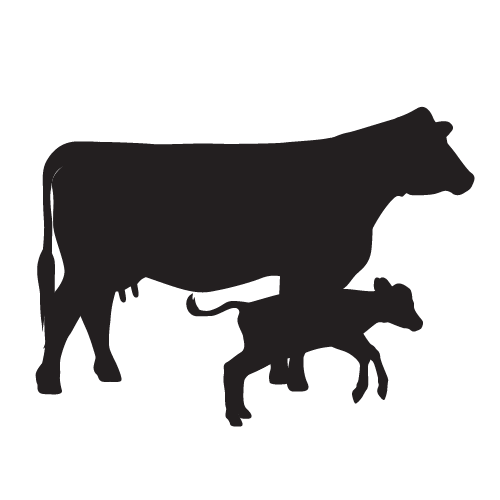 Cattle Liquid Feed Supplement - Cow / Calf Program