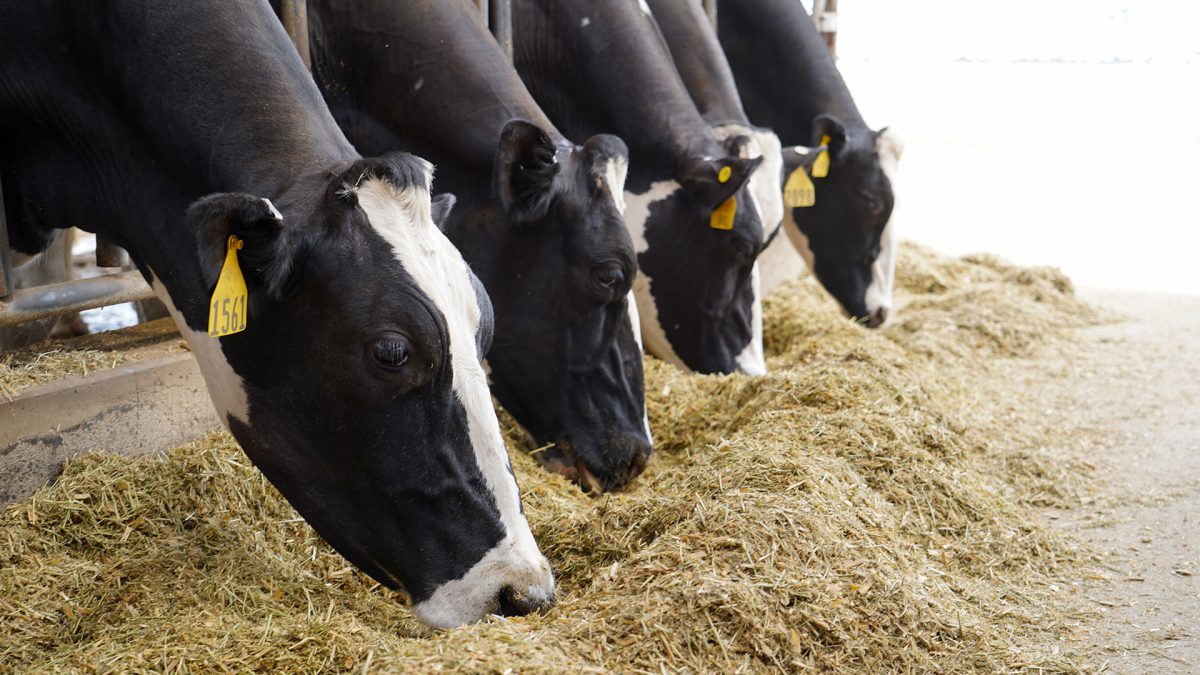 Dairy Cattle Liquid Feed Supplement Westway Feed Products