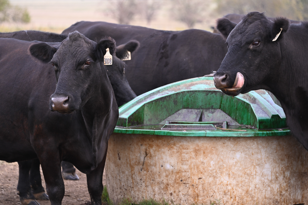 liquid feed, lick tank, brahman cattle, cattle feed, lick tank