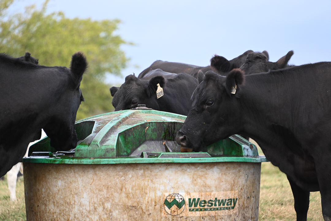 liquid feed, westway feed products, black angus, brahman cattle, cattle, lick tank