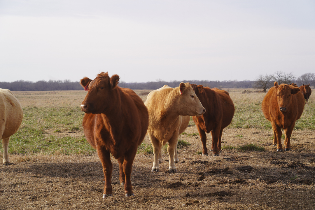 red angus, charlois, cattle, liquid feed, lick tank, westway feed products, in pasture, cherryvale, kansas