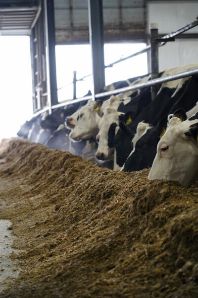 dairy, cattle, feed bunk, dairy farm, holstein, liquid feed supplements, cows, molasses, cattle feed